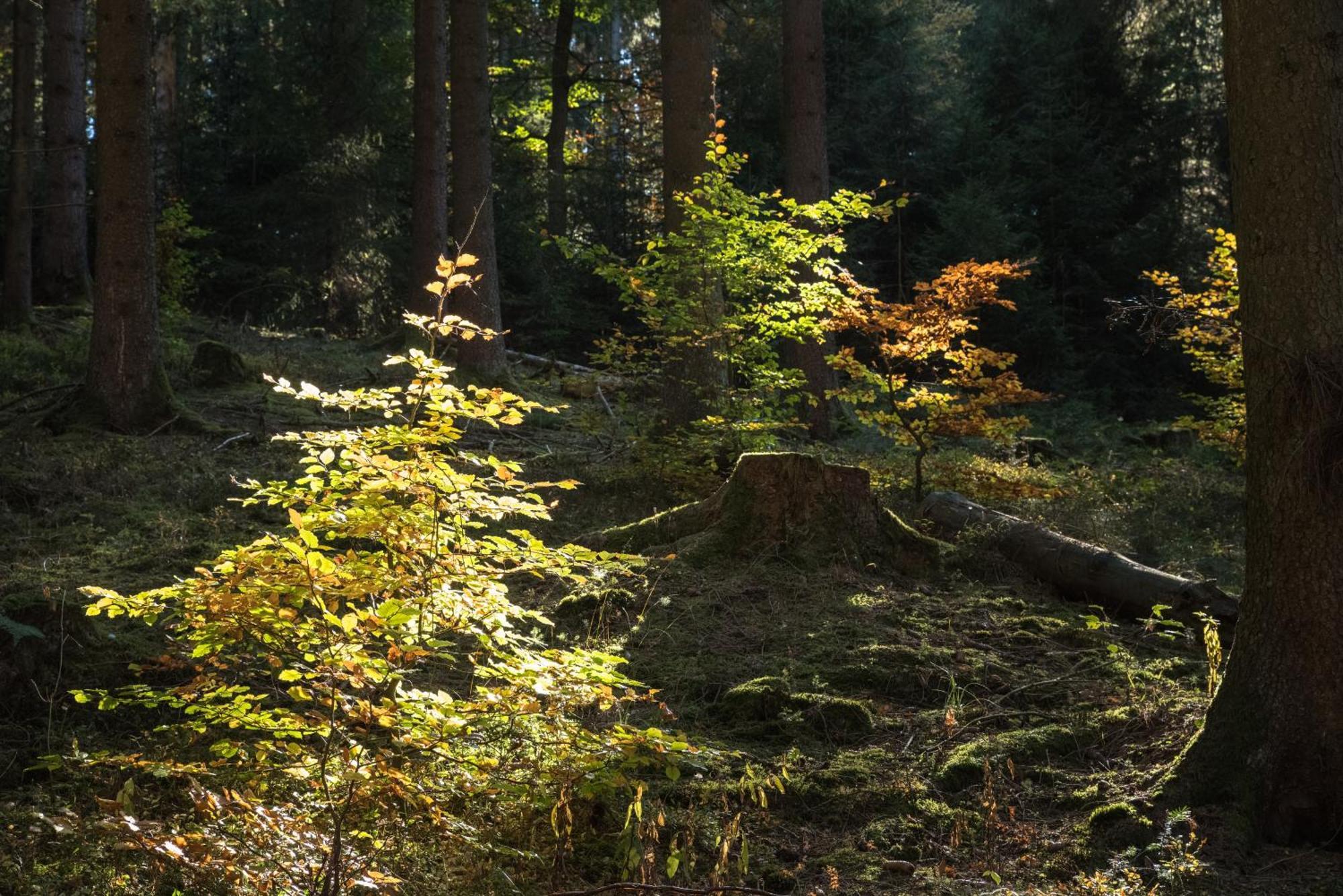 Holzhaus Onkel Fritz Mit Sauna Und Whirlwanne Esch  Екстер'єр фото